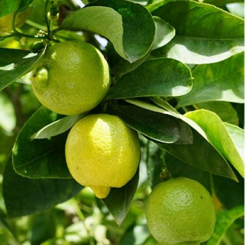 BIBIT JERUK LEMON TEA/ JERUK LEMON LOKAL OKULASI CEPAT BERBUAH
