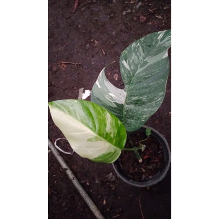 Epipremnum pinnatum variegata