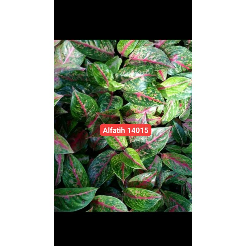 PROMO/Tanaman hias aglonema big mama-Tanaman hias-Aglonema big mama-PROMO Aglonema-Big Mama aglonema