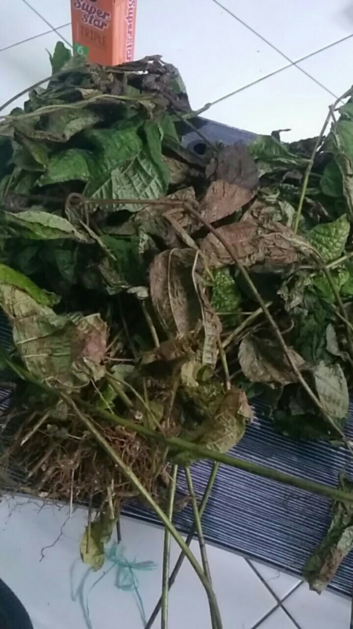 Daun Harendong Bulu Senggani Akar Bisa Untuk Aquascape Dan Bibit