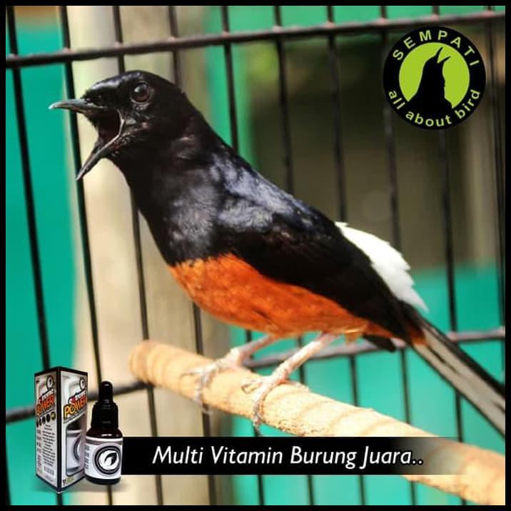 On Sale Extreme Power Orbird Vitamin Burung Meningkatkan Power Stamina Ja18