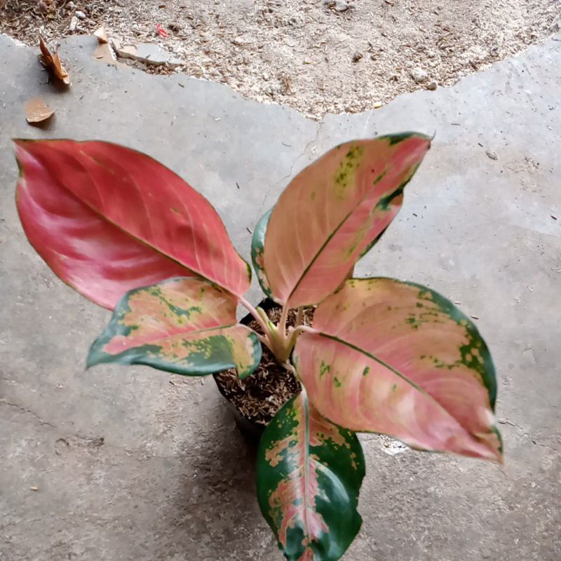 aglonema kochin monfori