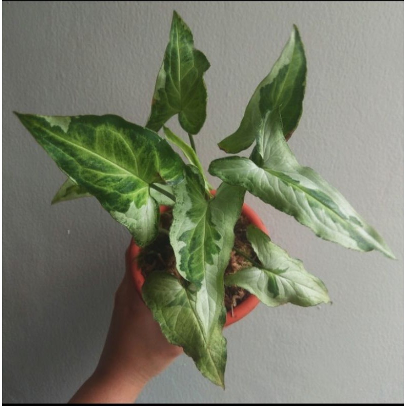 Tanaman hias Syngonium Three Kings - Syngonium magic marble