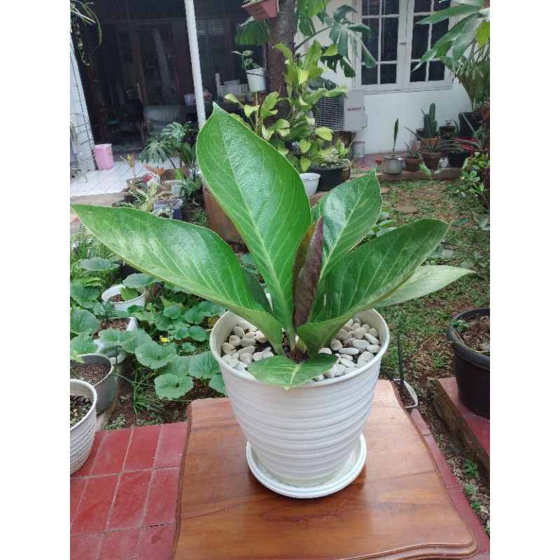 

Genmani Cobra
