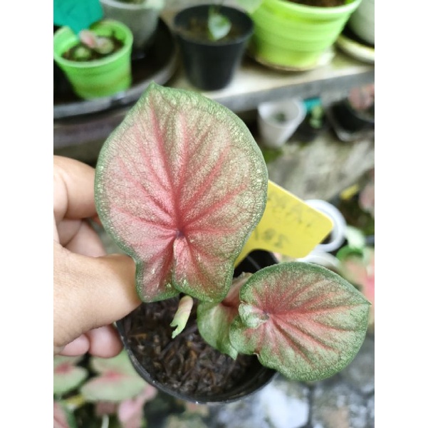 caladium red jaguar
