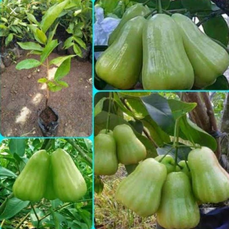 bibit jambu madu deli hijau