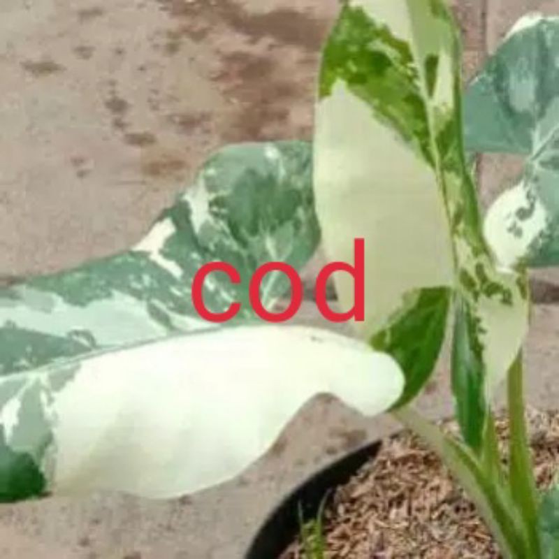 keladi sente varigata