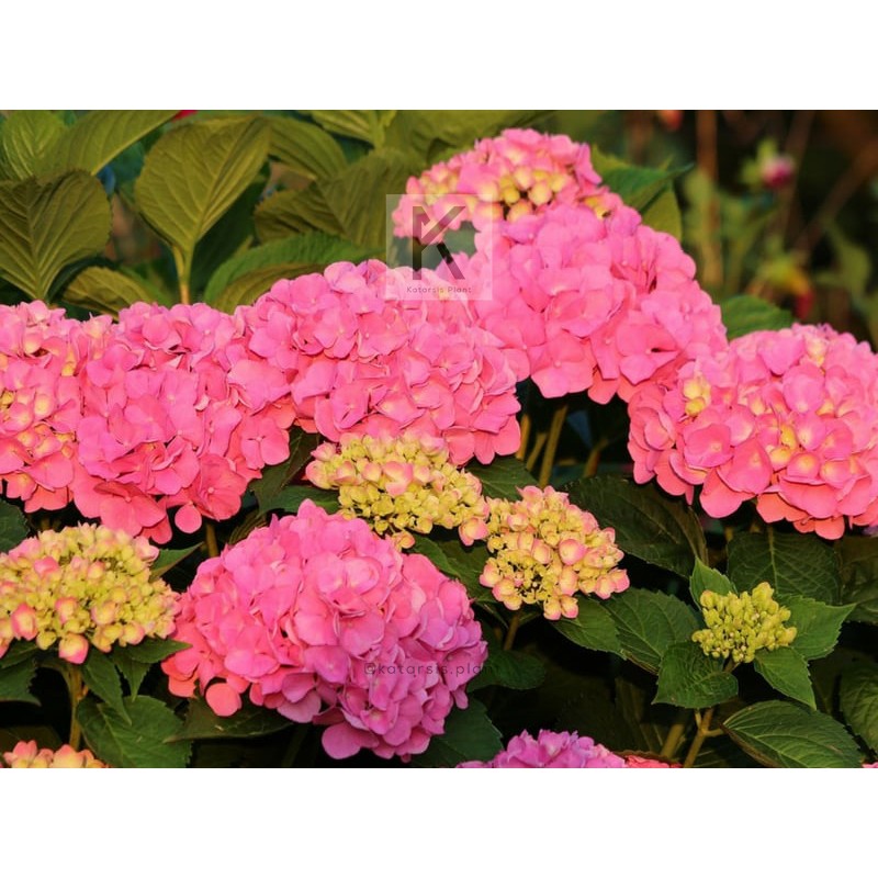 bunga Besar Hydrangeas Hidup - Hortensia - Panca Warna PINK