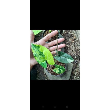 tanaman hias singonium varigata kuning syngonium varigata kuning syngonium varigata yellow syngonium