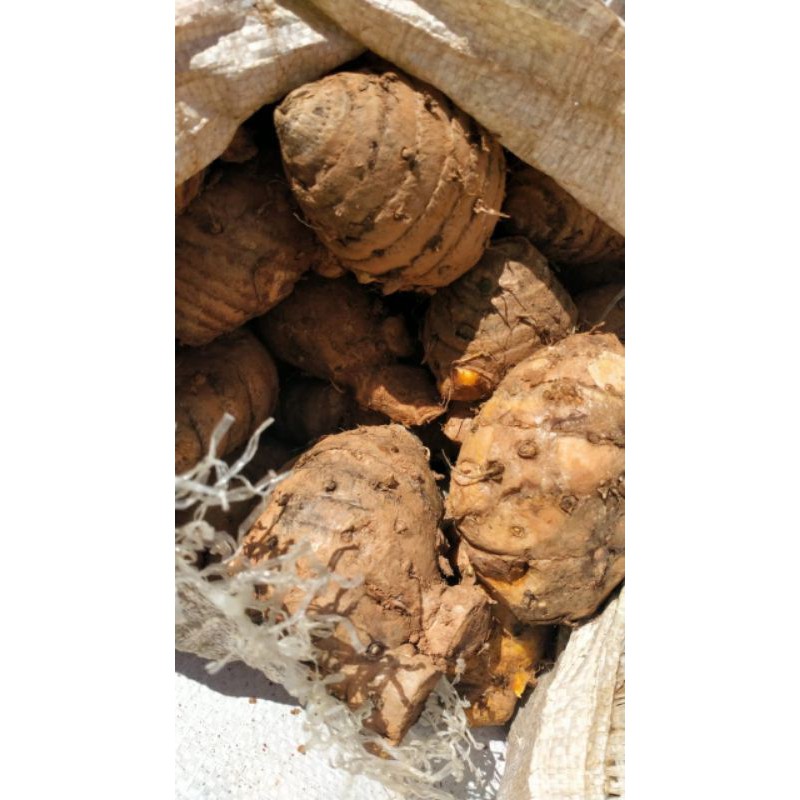 

Temulawak basah 1kg