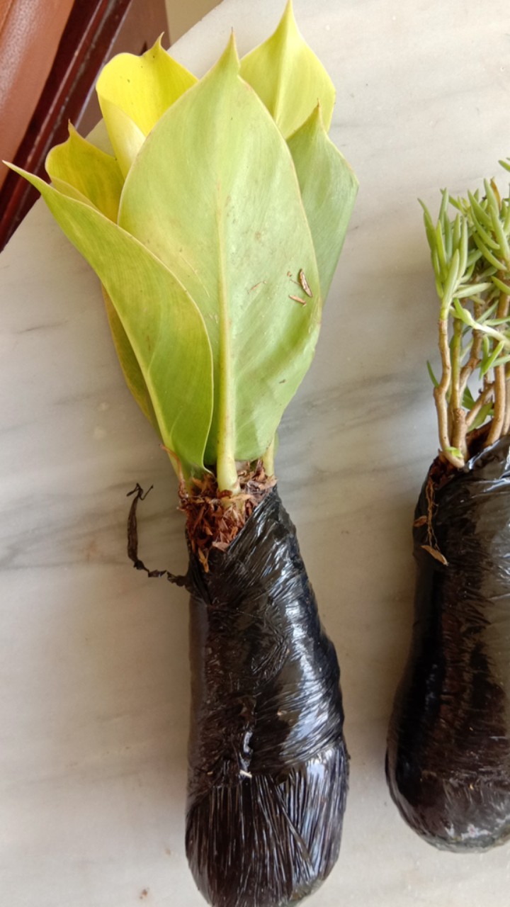 Tanaman Hias Srigading Lemon Srigading Tanaman Hias