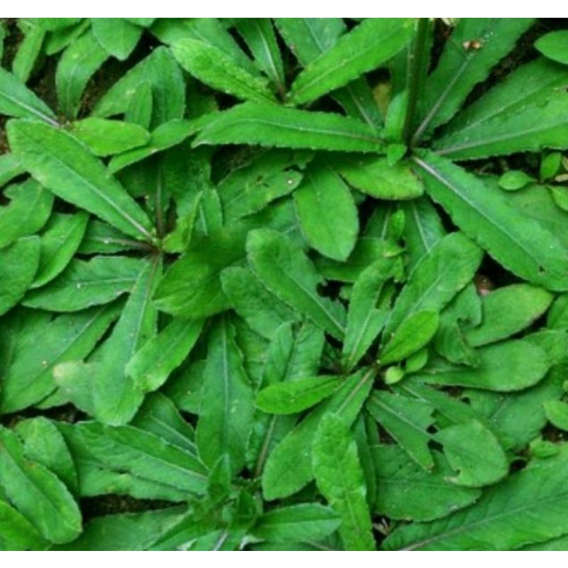 

daun tapak limang daun herbal obat herbal obat alami 5 lembar
