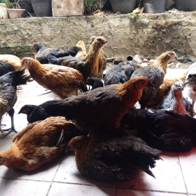 

Ayam Kampung Ungkep