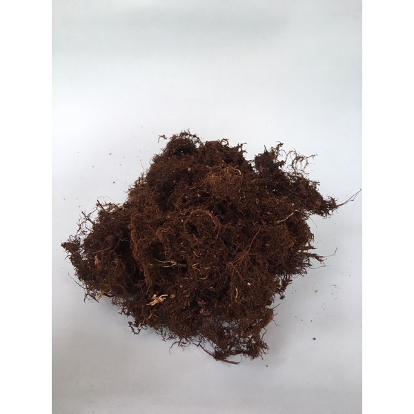 Moss Hitam akar Kadaka- Media Tanam Anggrek - Kadaka - Moss lokal