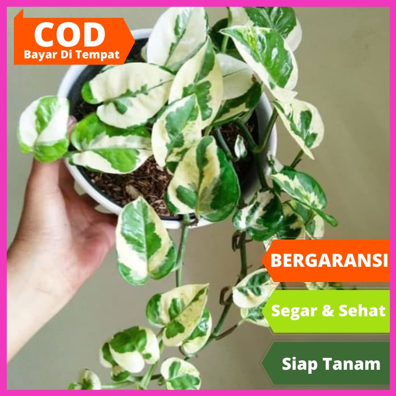 Tanaman Air Hias Murah Sirih Enjoy Bunga Hias Hidup Pot Benih Flower Polybag Kembang Asli Segar