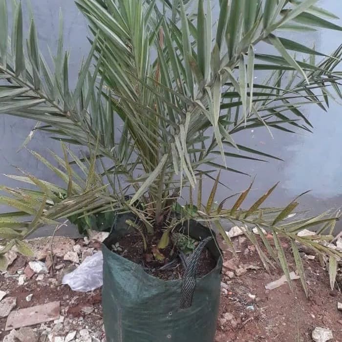 tanaman bibit kurma azwa betina - kurma azwa betina   _