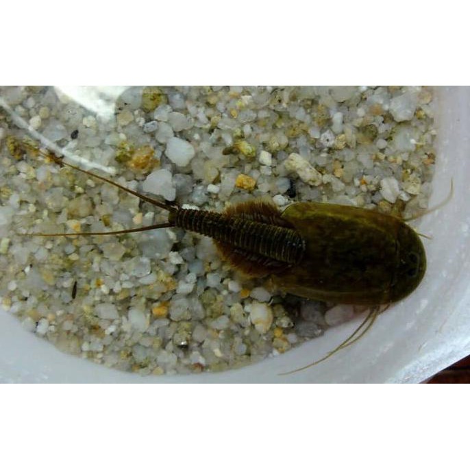 LJT Instant Creature Triops granarius