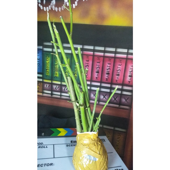 Stek Batang Indigofera Kualitas Super, Bibit Stek Batang Indigofera, Jual Stek Batang Indigofera