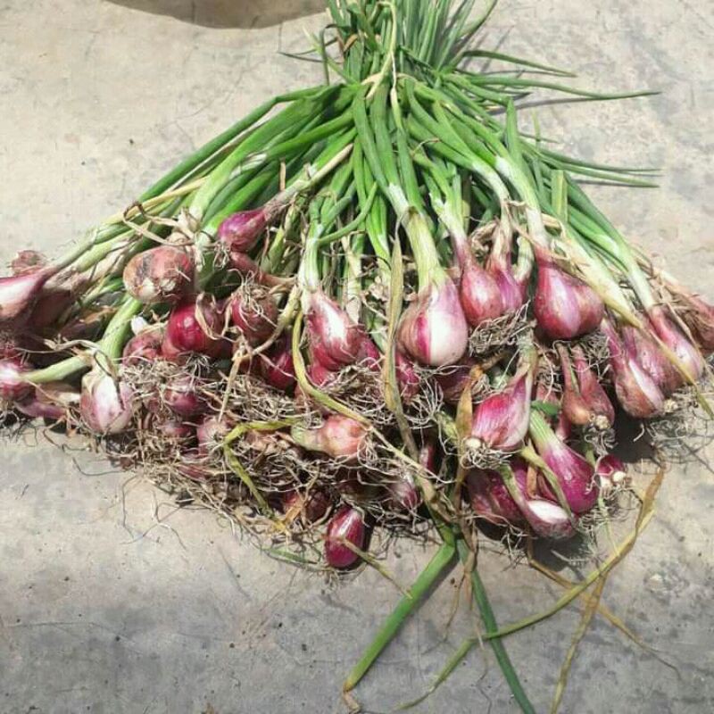 

bawang merah brebes 1kg ukuran tanggung besar