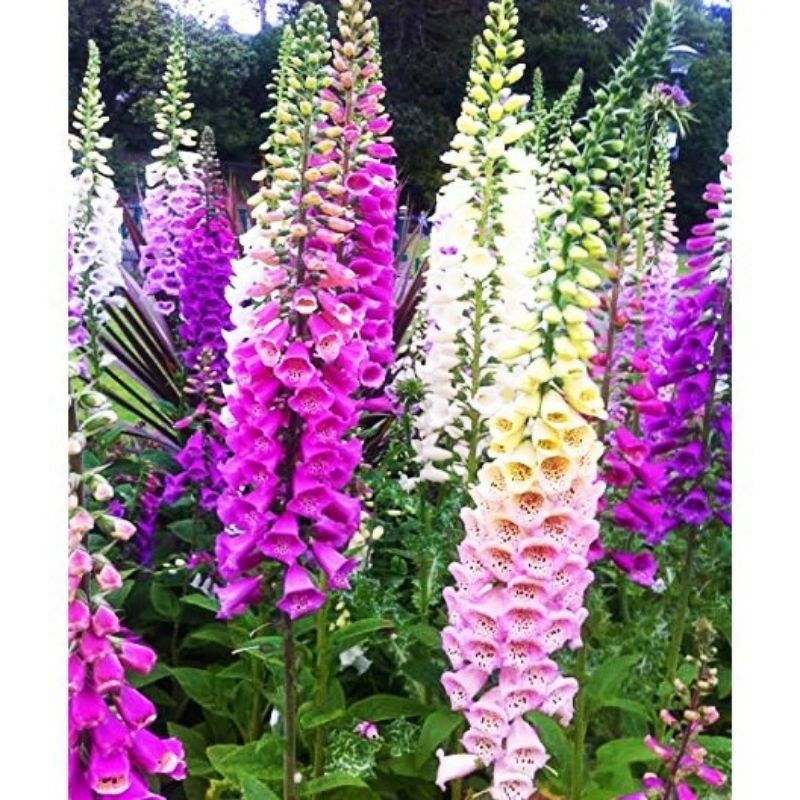 Benih BUNGA FOXGLOVE MIXED digitalis bibit tanaman hias isi 5 biji