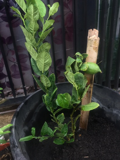 Tinggi 80-100cm  Bibit Tanaman Jeruk Lemon Impor Berbuah