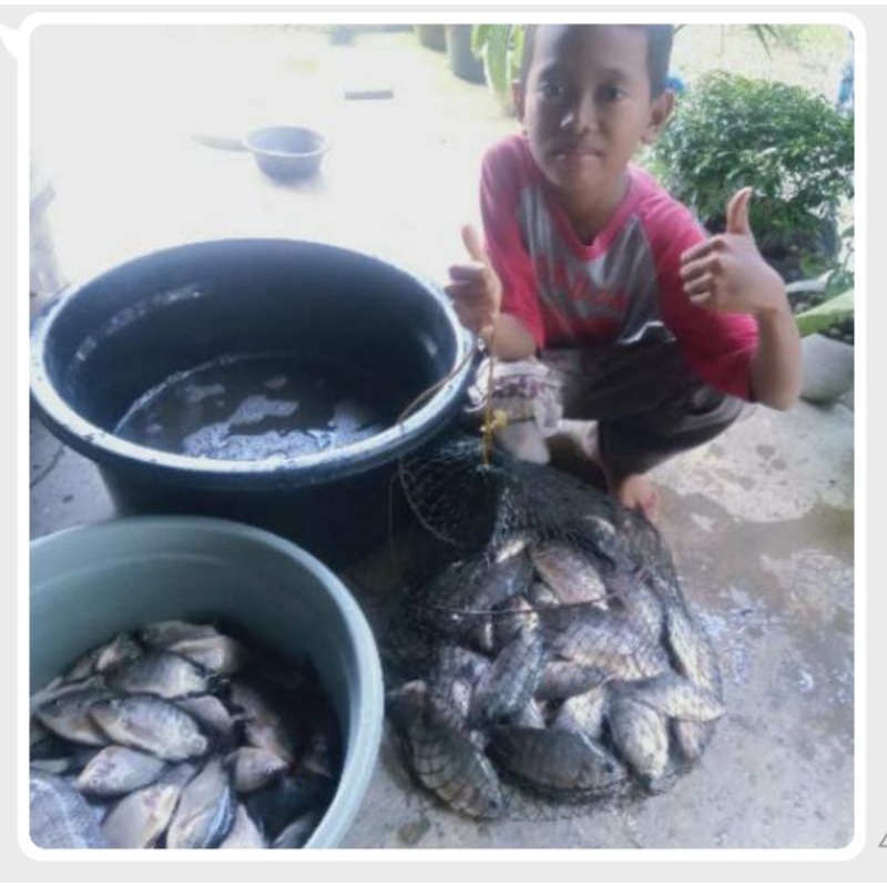 ESSEN IKAN MAS UMPAN NILA MANCING LIAR LOMBA JEDUD PANCING