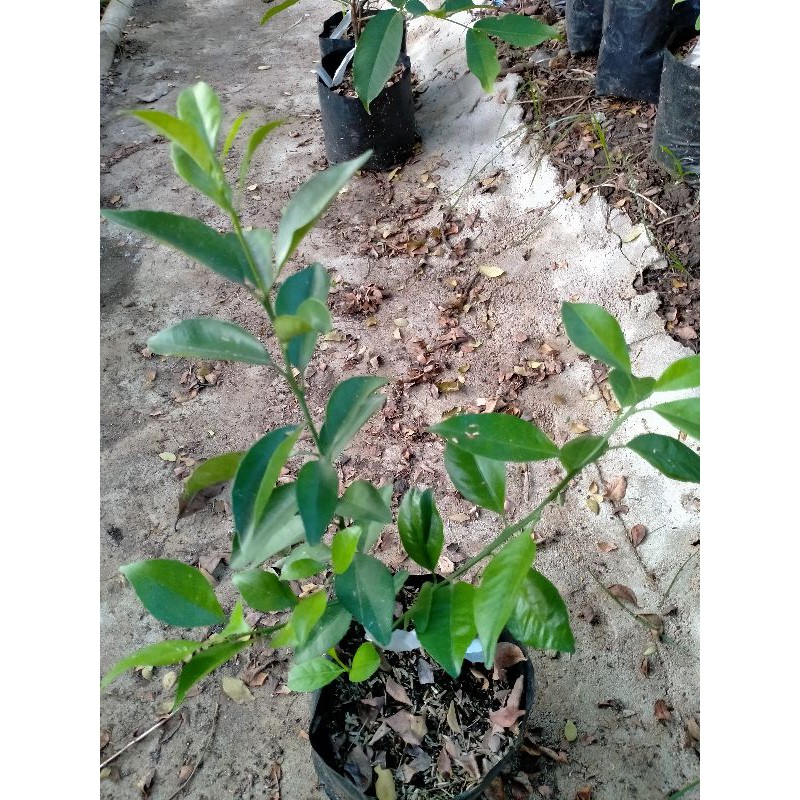 bibit jeruk Santang madu