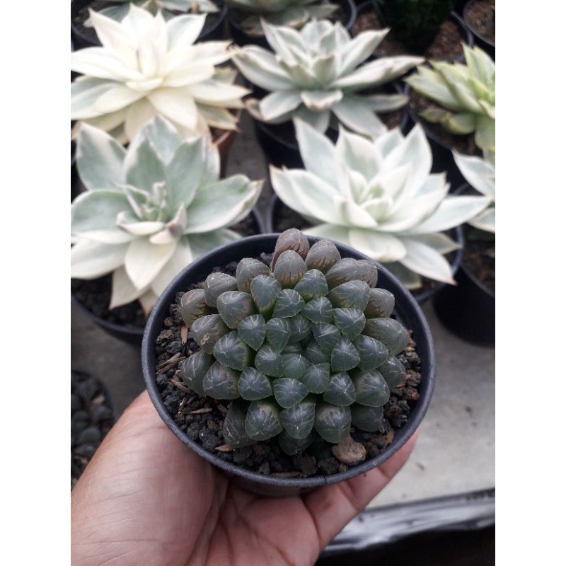 HAWORTHIA COOPERI
