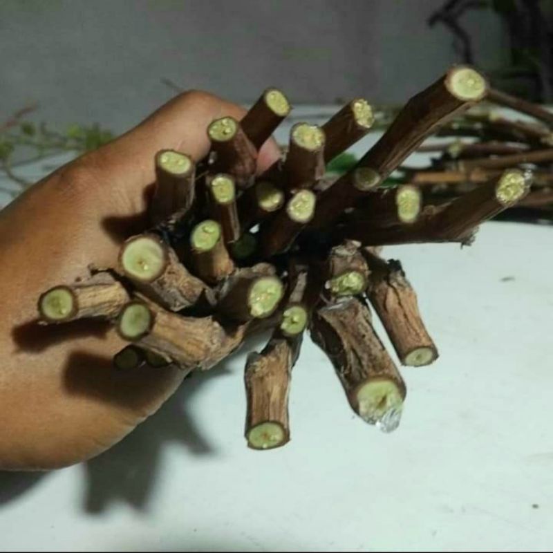 CUTTING ANGGUR DIXON