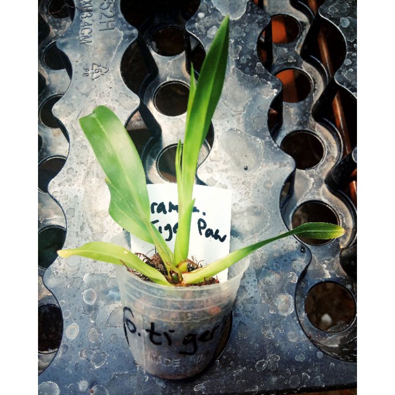 Seedling Grammatophyllum Tiger's Paw anggrek bibit tiger gramma elegan