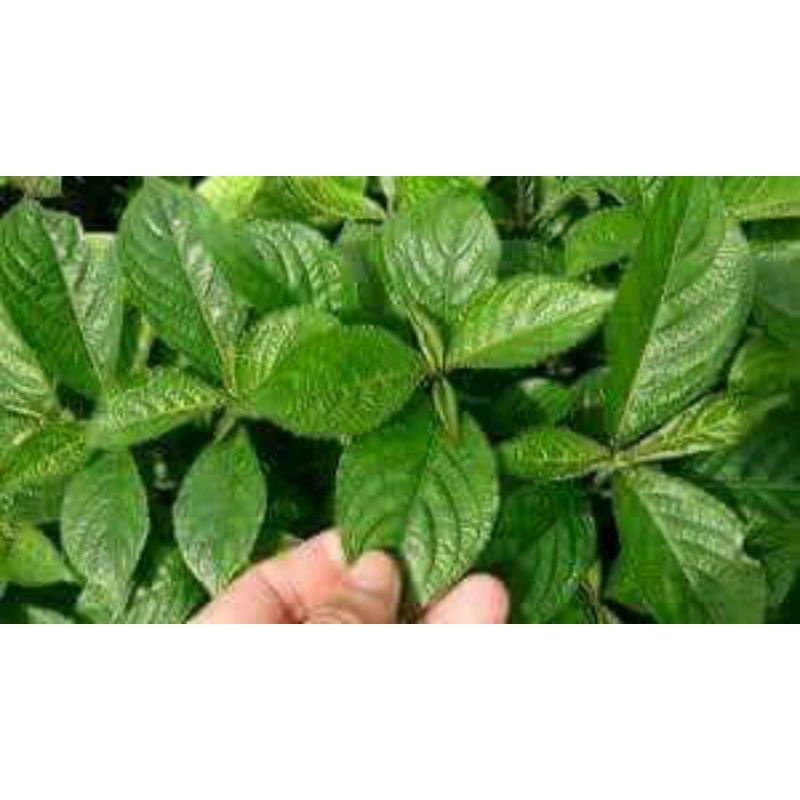 

Daun kji beling kibeling pecah beling paket 250 gram