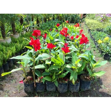 tanaman bunga kana | pohon kana