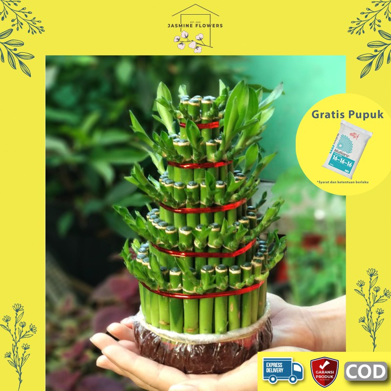 Tanaman Hias Bibit Bunga Hidup Bambu Rejeki Rezeki Beruntung Segar Murah Asli