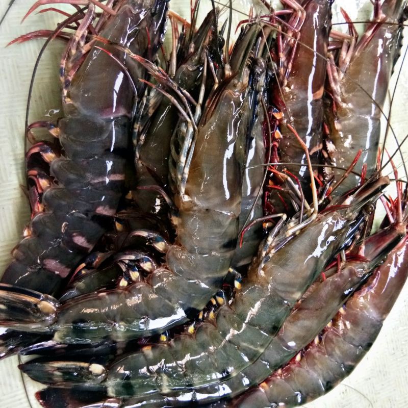 

UDANG PANCET SEGAR SIZE 20/25 1kg