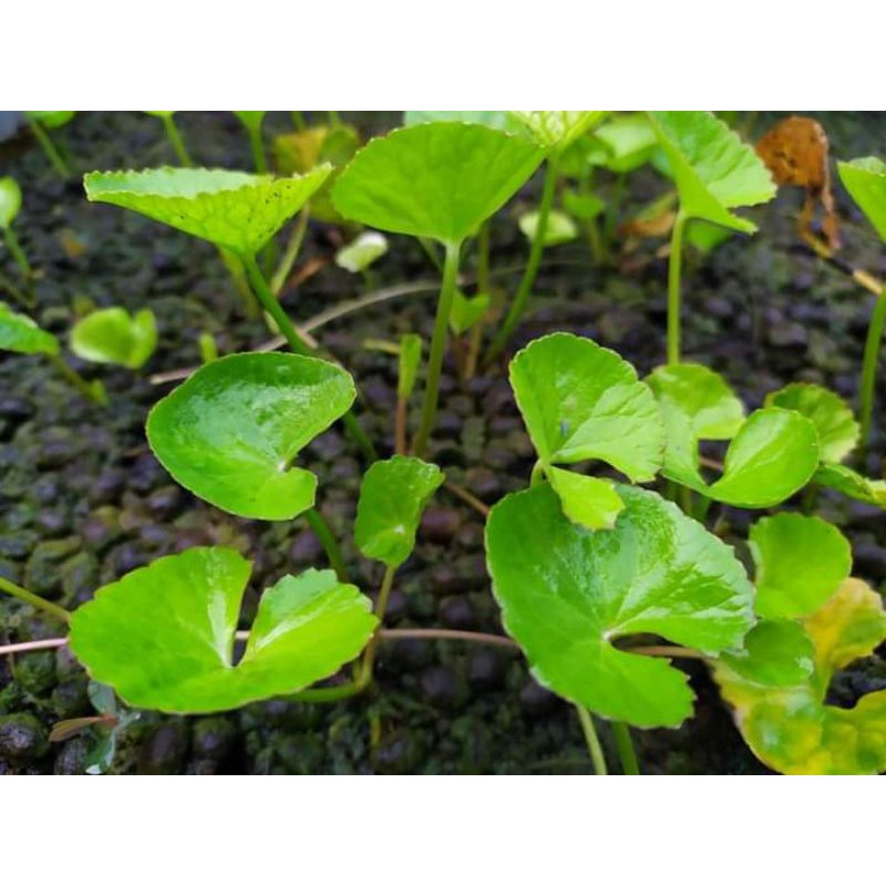 

daun pegagan atau daun antanan segar fresh 250grm