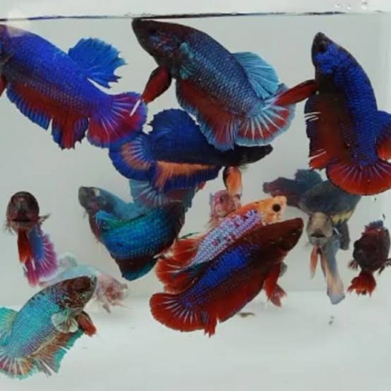 Ikan Cupang Hias Besgel dan Selo (paket 20 ekor)Line Multycolour ,Nemo