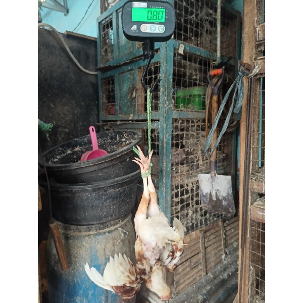 

ayam kampung