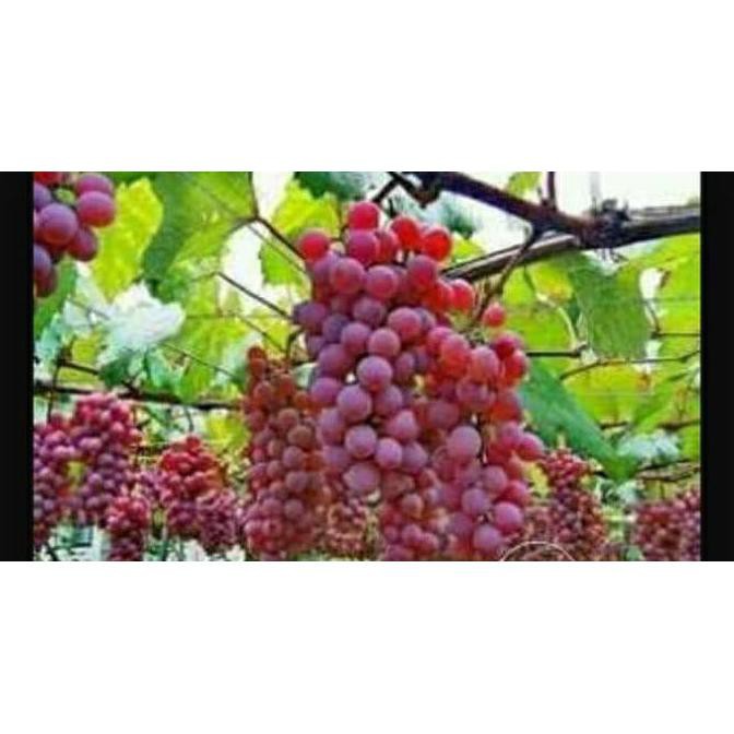 l1n bibit anggur merah tanaman buah anggur / pohon anggur super t4b c1o