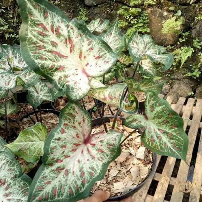 Tanaman Hias Alocasia - Caladium Bicolor - Keladi Corong - Tanamanhias