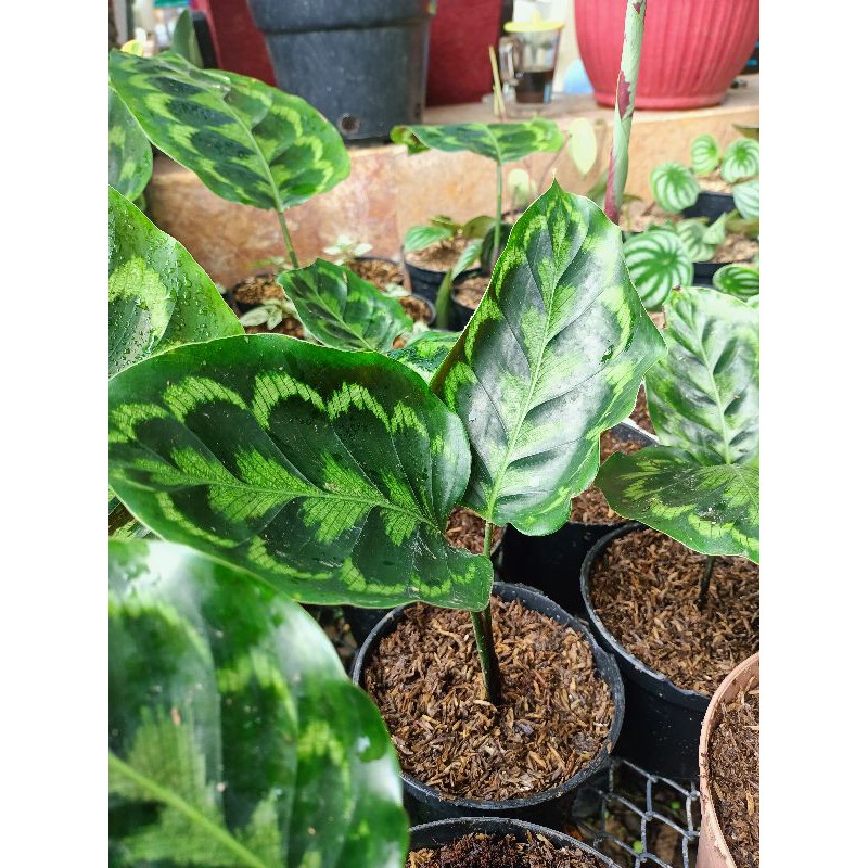 Calathea merak / peacock