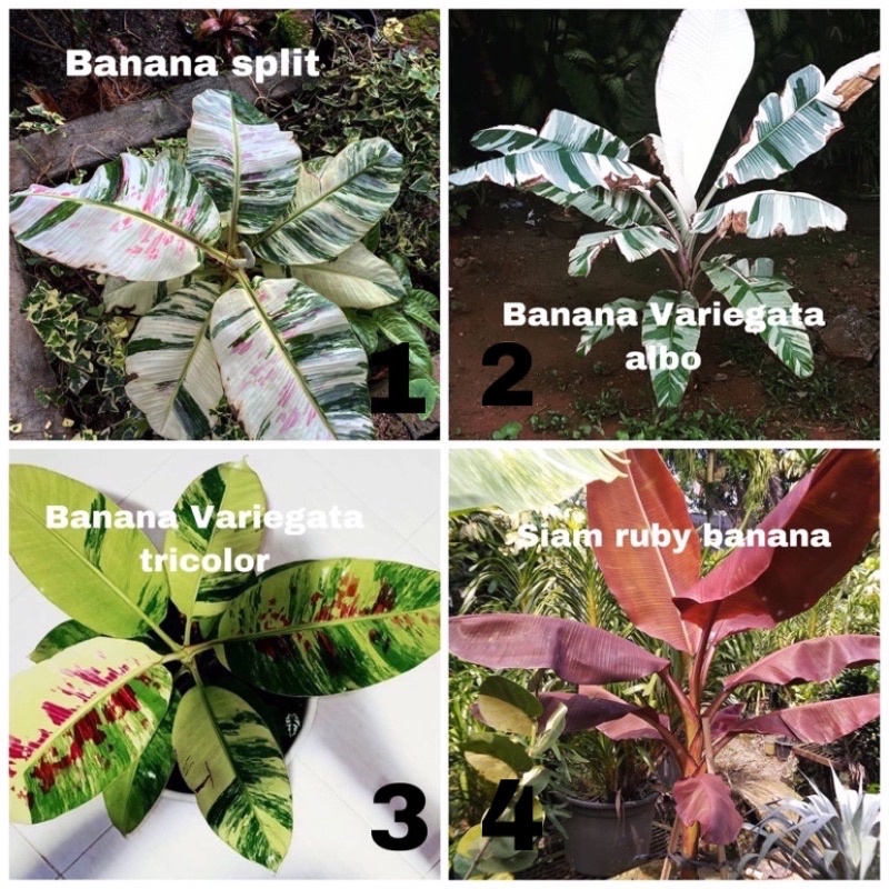 Promo paket hemat ekonomis 4 bibit bonggol pisang varigata, varigata split, varigata tricolor, siam 
