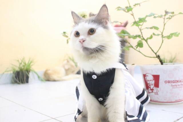 Baju kucing hitam putih untuk kucing / baju kucing anjing lucu / aksesoris kucing size S M L