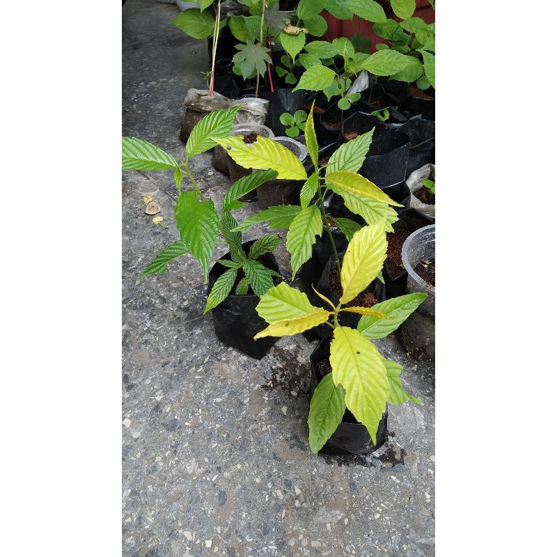 BIBIT POHON AFRIKA/TANAMAN ECOPRINT