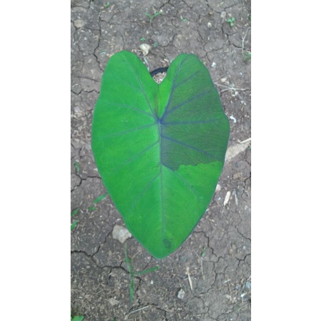 Keladi Varigata Hitam