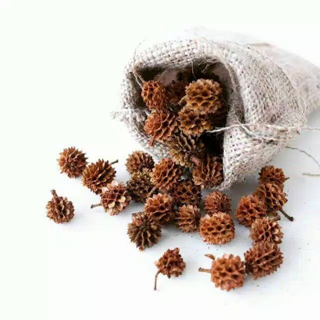 Bunga Cemara Kering Natural Dried Flower Background Backdrop Properti Foto Rustic