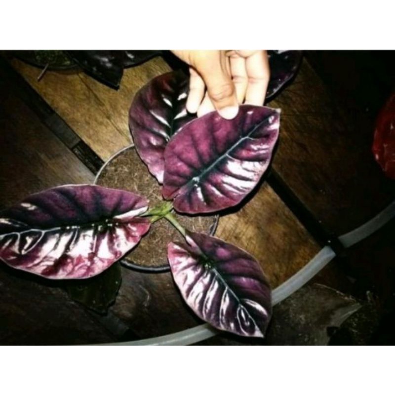 alocasia Infernalis red ( remaja )