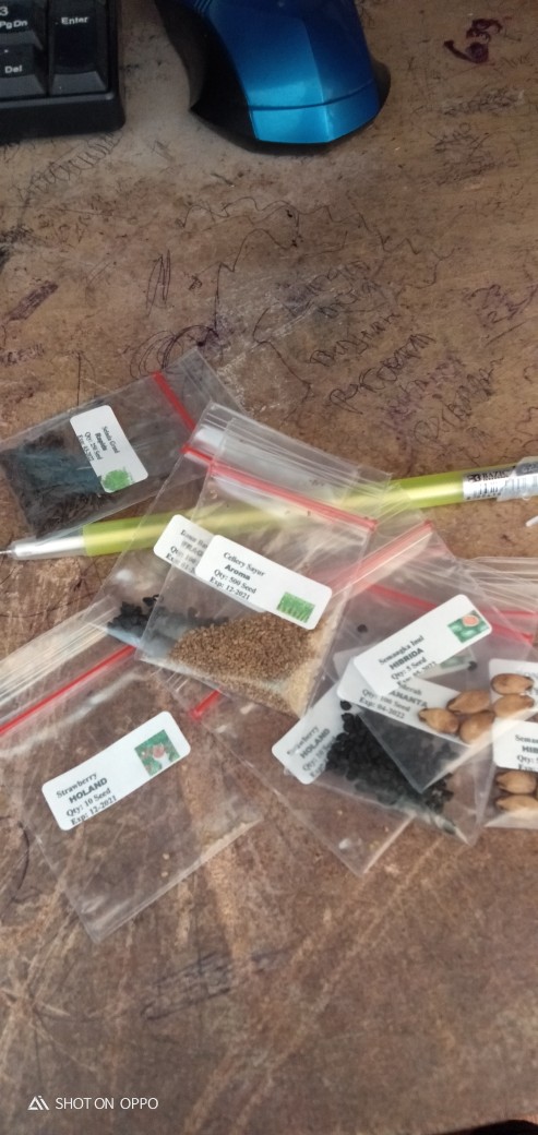 10 Biji -benih Strawberry Holland,benih Buah Strawberry Import