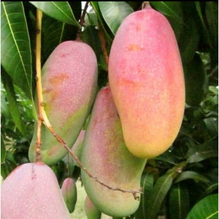 Bibit Buah Mangga Mahachanok Pelangi