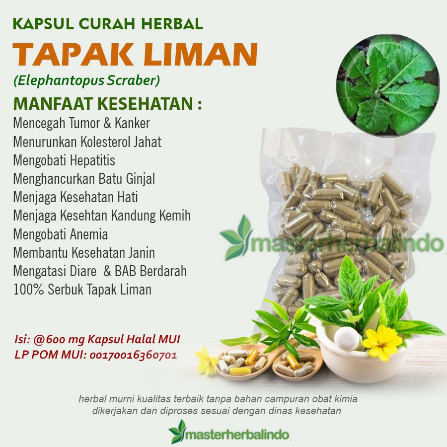 

TAPAK LIMAN Kapsul Curah Herbal 200x600mg Batu Ginjal Kolesterol Kanker