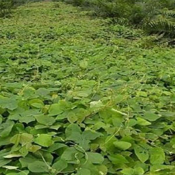 Bibit Benih Mucuna Bracteata (5 Butir)